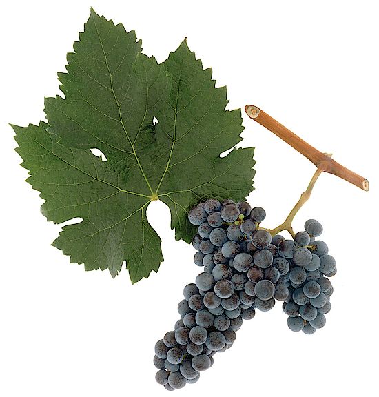 grape variety amadine